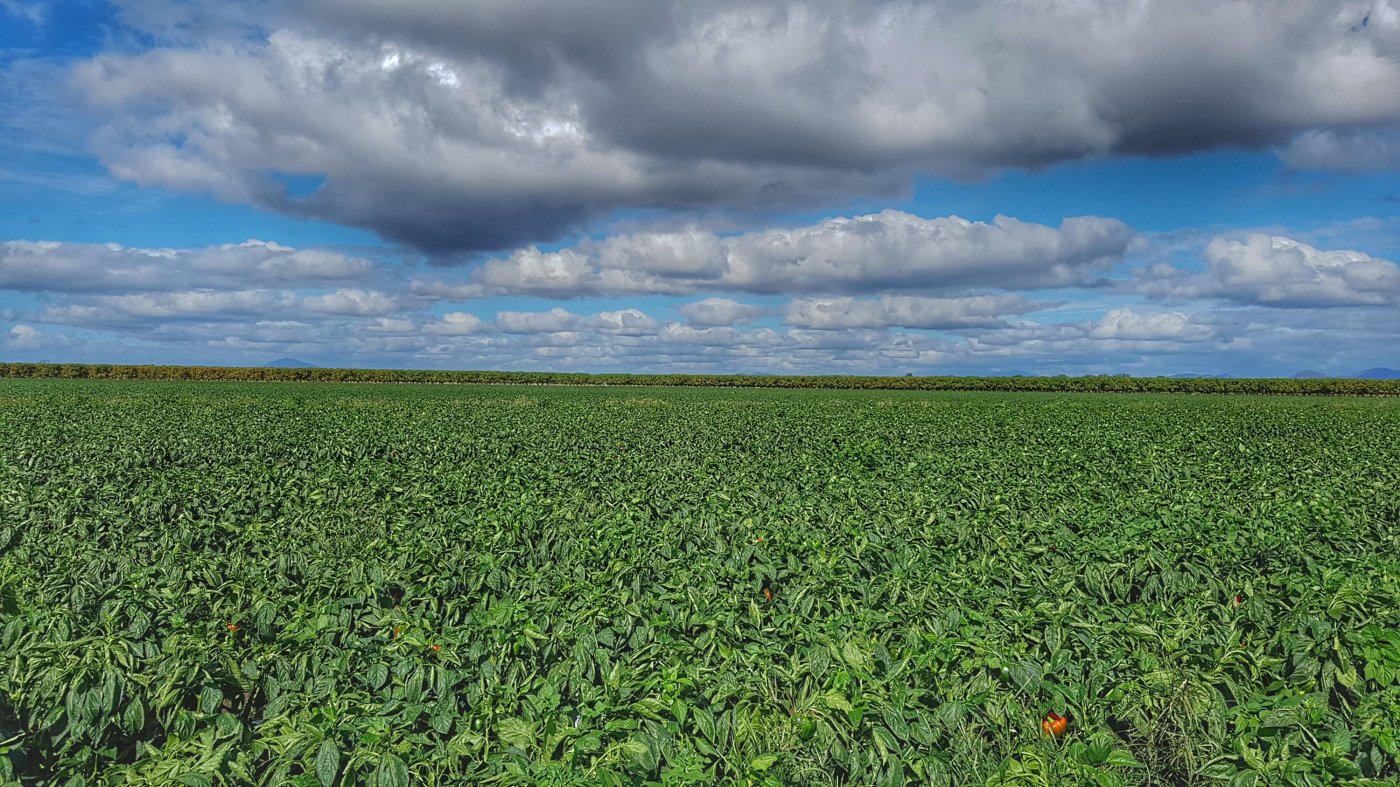 Capsicum fields as far as the eye can see