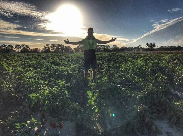 Calum in a field of capsicums