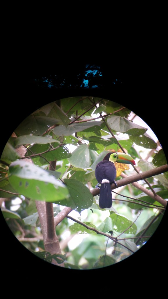 Green billed toucan, sat on a branch, photographed through a telescope