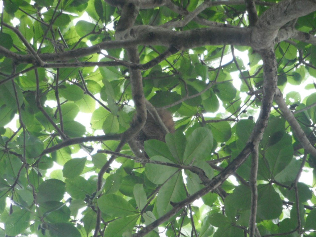 Sloth in the rainforest canopy