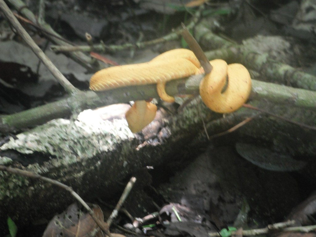 Yellow speed viper curled around a branch