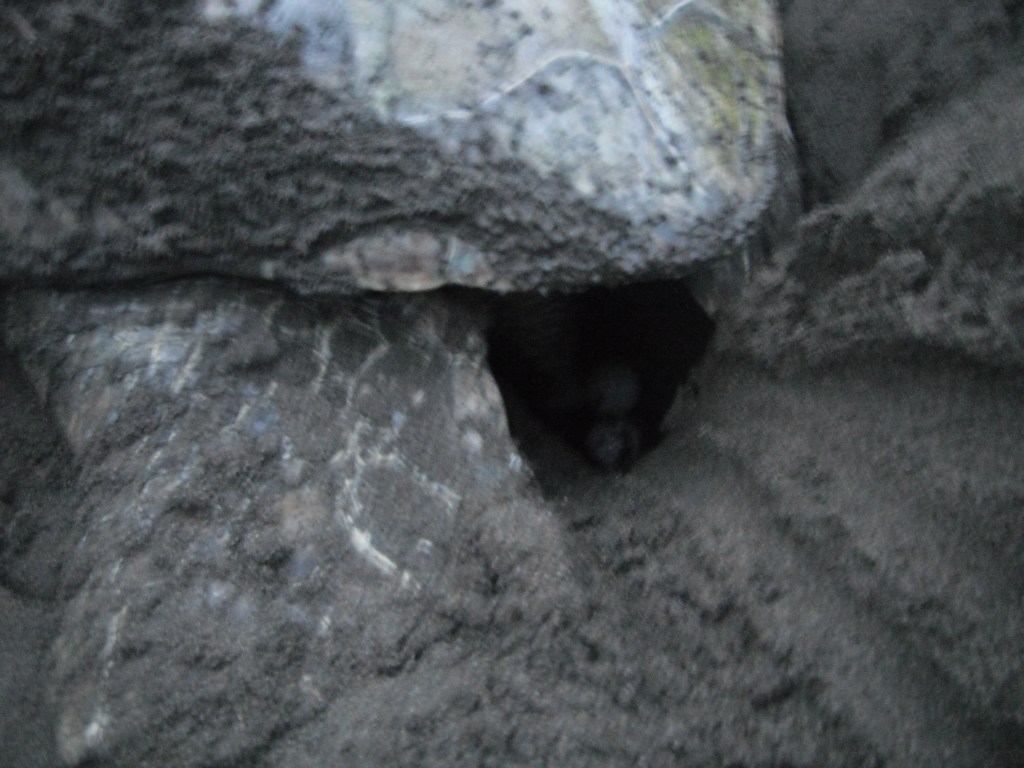 Turtle eggs being laid into a sand nest