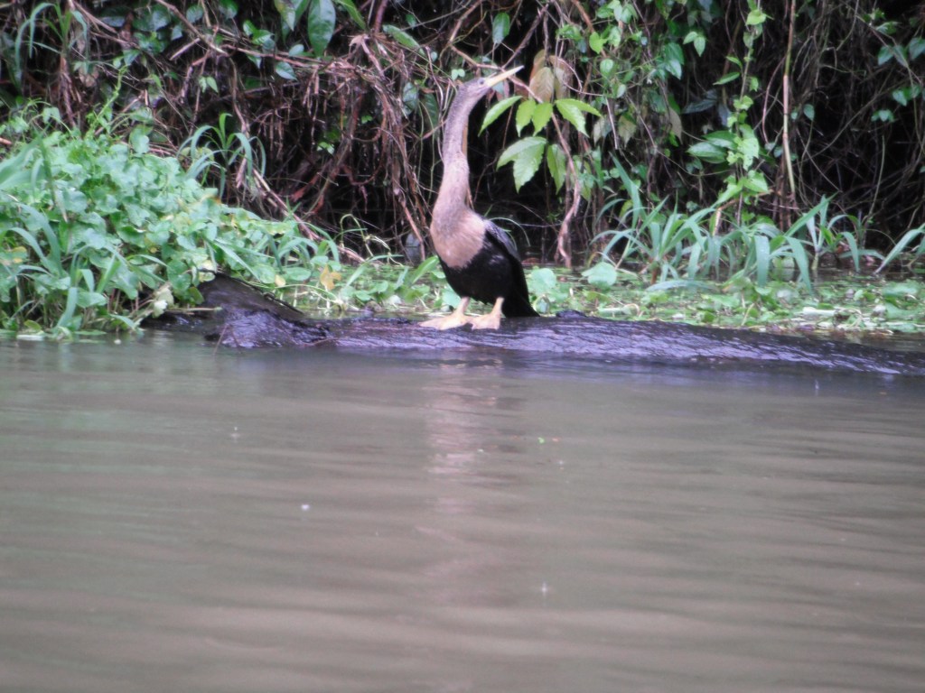Large aquatic bird perched on a fallen log in the water