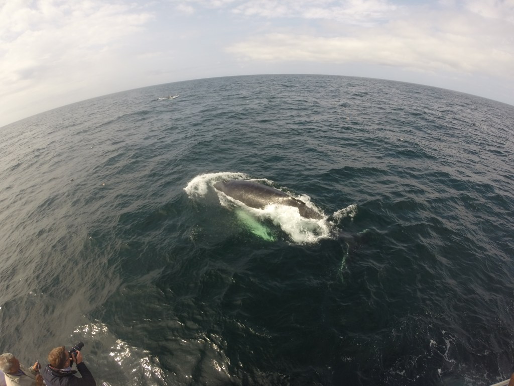 Humpback whale at the waters surface