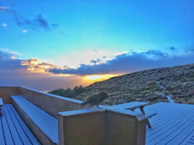 Kea - New Zealand Alpine Parrot at Luxmore Hut during sunrise
