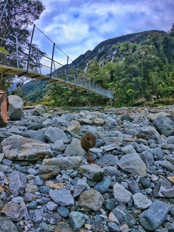 A Weka bird on the Milford Track New Zealand