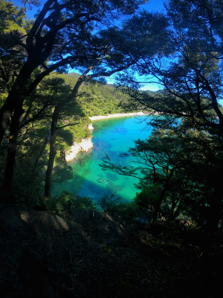 Photo of the coastline through trees