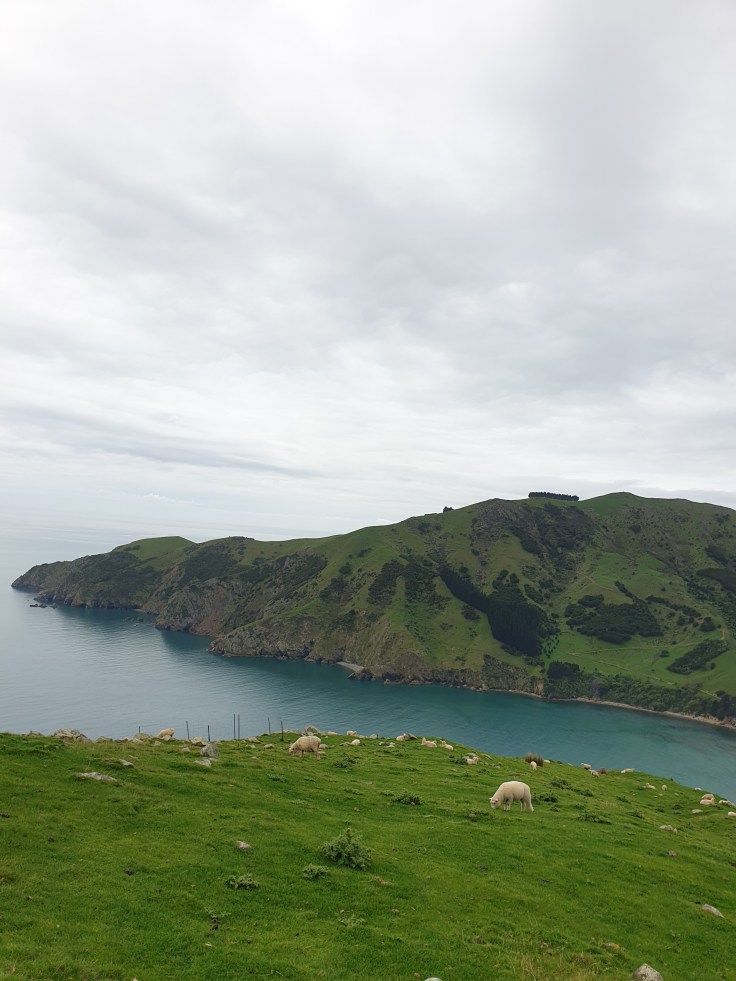 Sheep at Cable Bay New Zealand