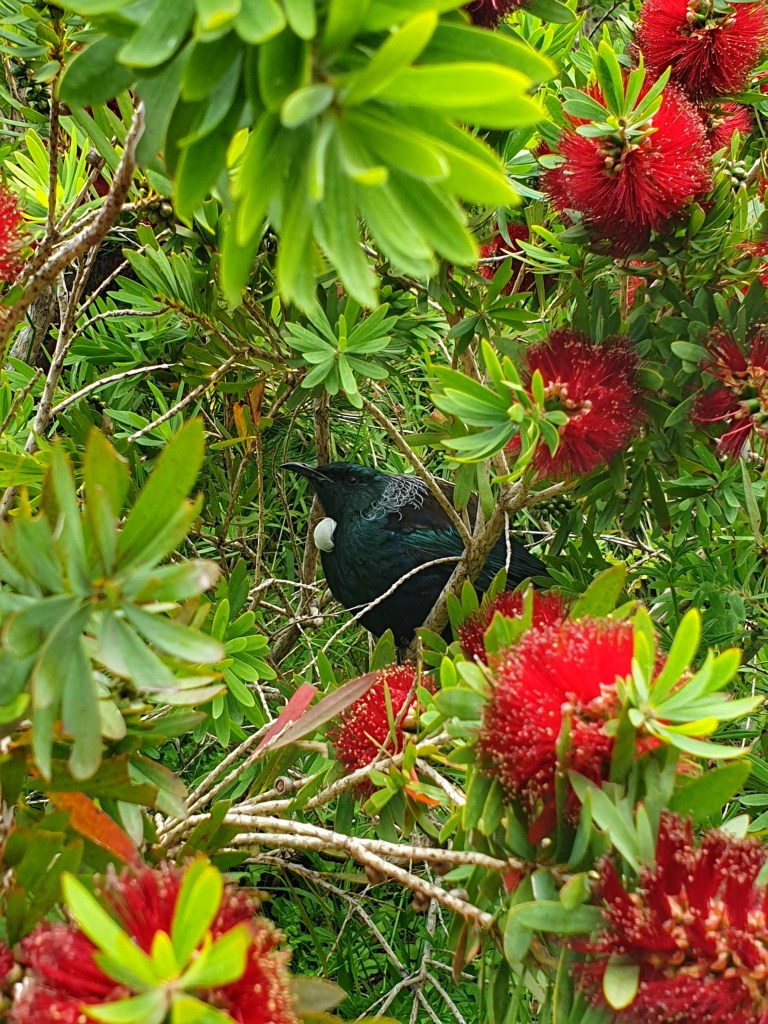 Tui bird in red shrub