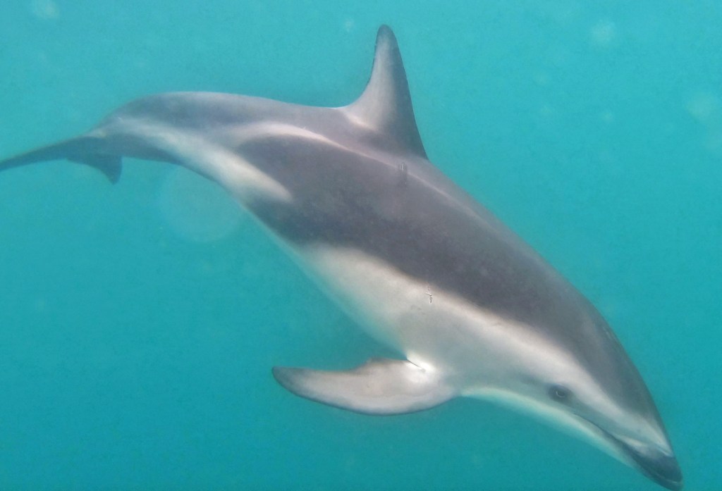 CLose up of Dusky Dolphin