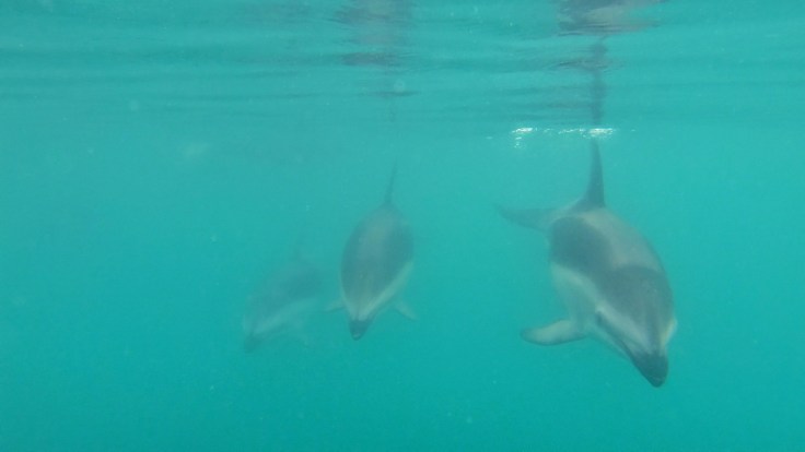 3 Dusky Dolphins swimming in a sround