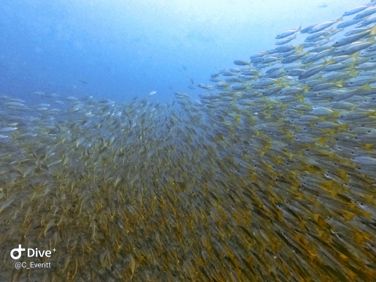 School of Fusiliers at Chumphon Pinnacle