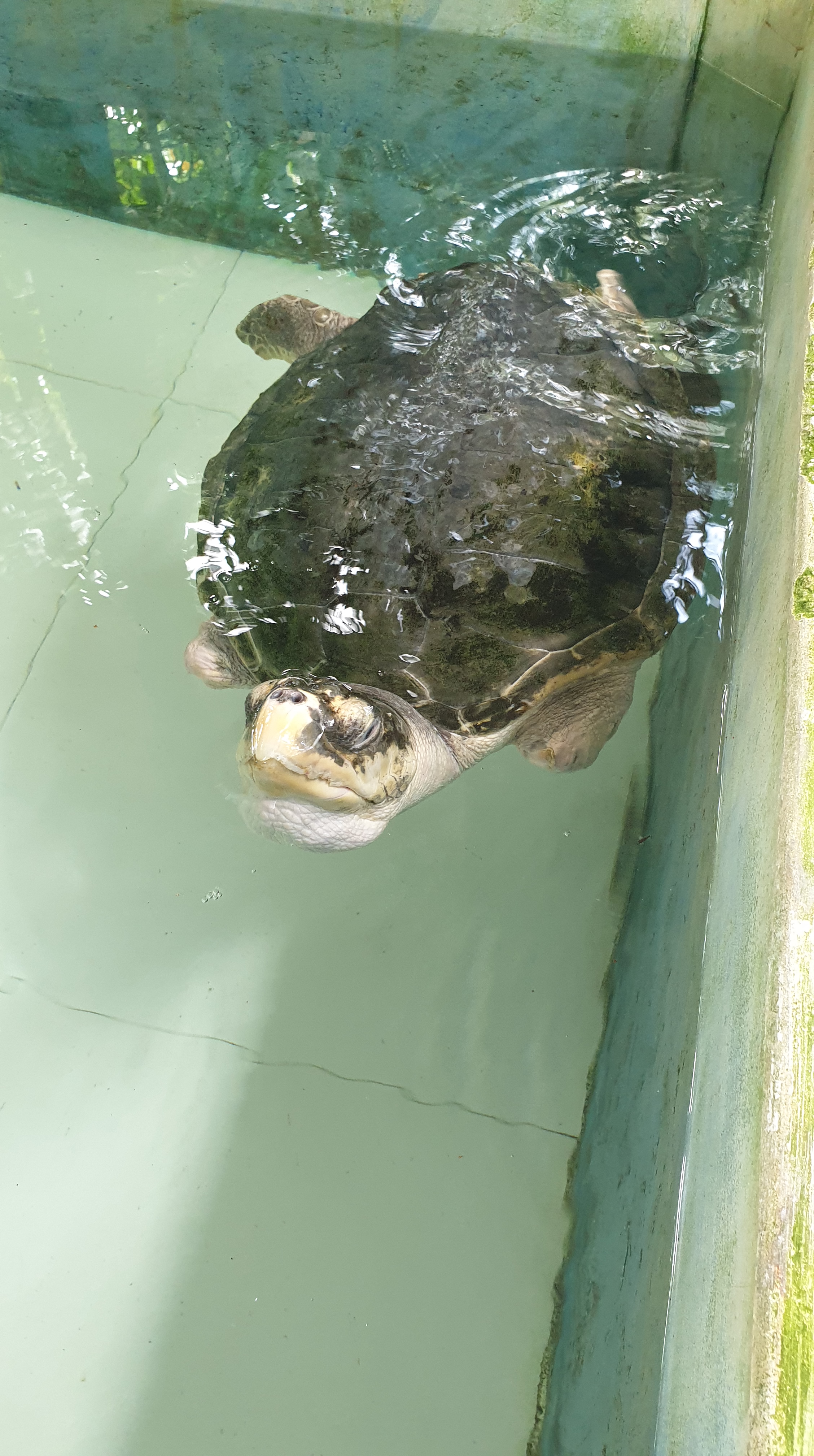 Turtle who has lost both front flippers