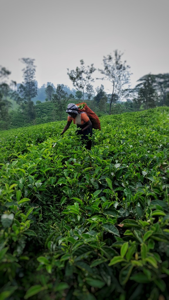 Sri Lankan Lady picks tea in the tea fields