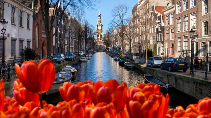 Tulips in the foreground of a photo of an Amsterdam canal