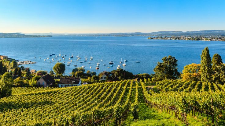 Lake Bodensee with vineyards in the foreground and boats in the harbour